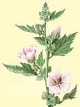 Rose tr�mi�re (Althaea officinalis) - Vielle plante m�dicinale aux fleurs rose-lilas clair anti-inflammatoire, expectorant, antitussif 